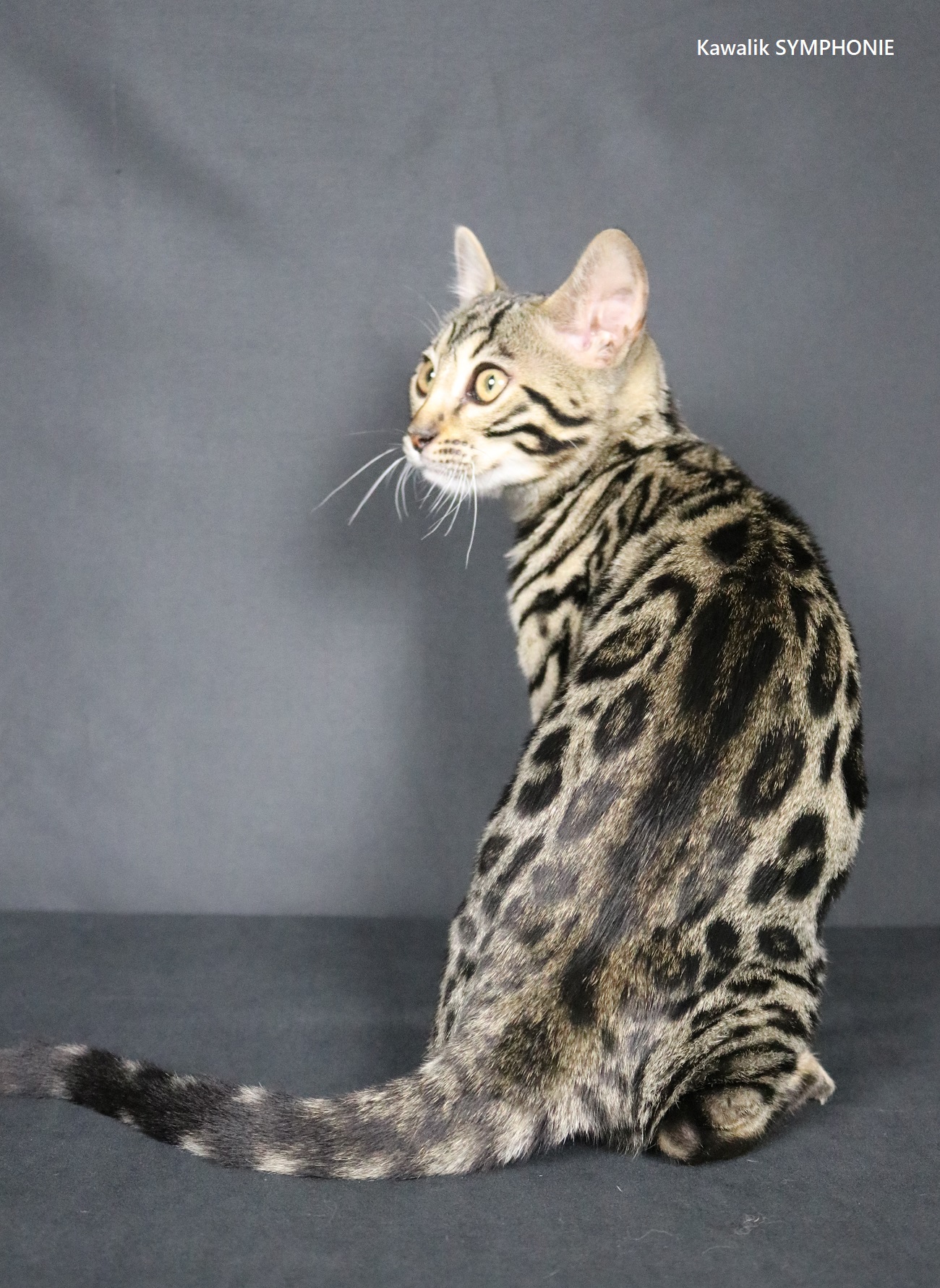 bengal